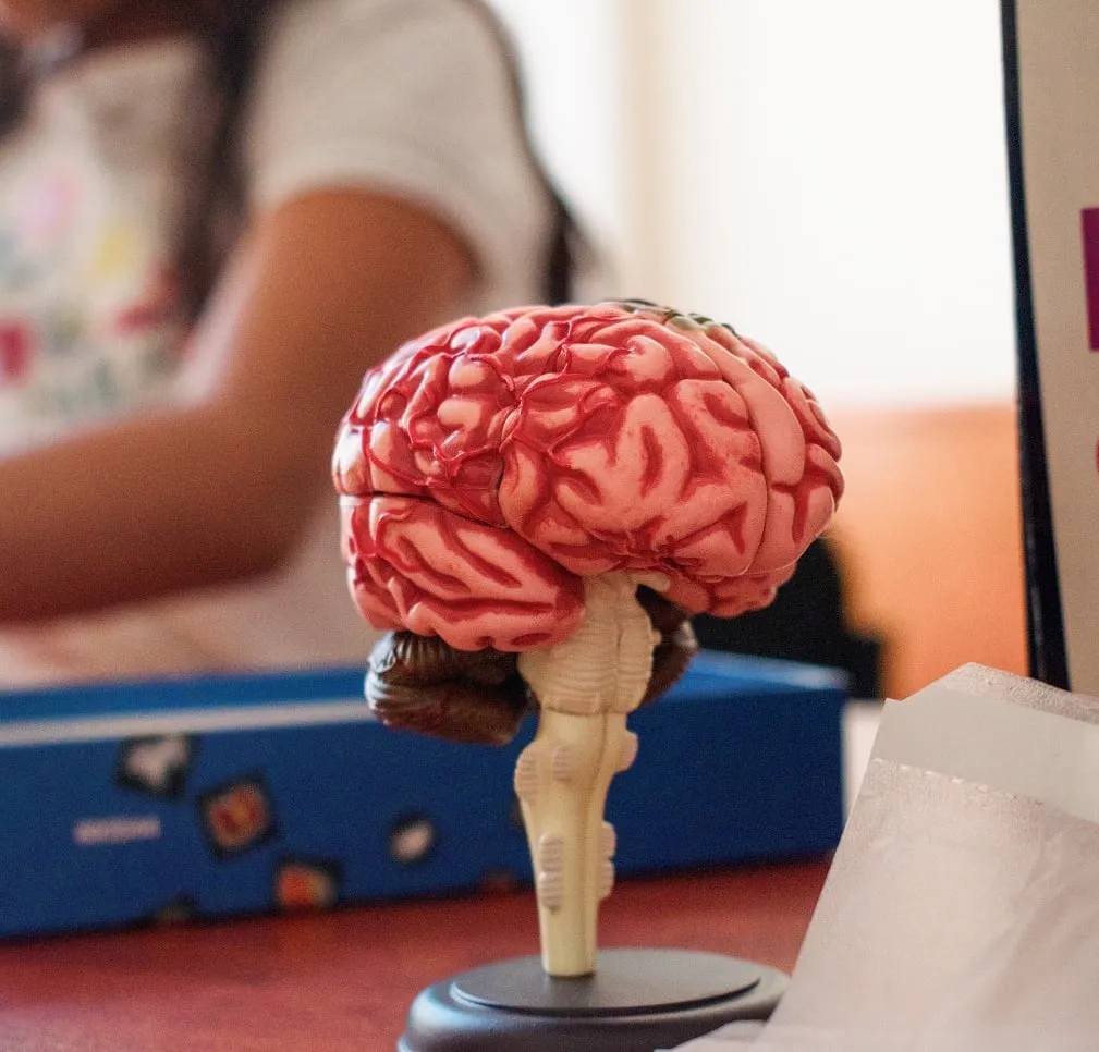Modelo anatómico de un cerebro sobre la mesa de trabajo